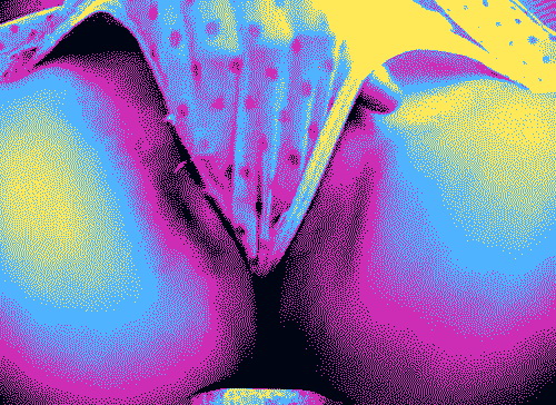 pornGIF.xxx - 