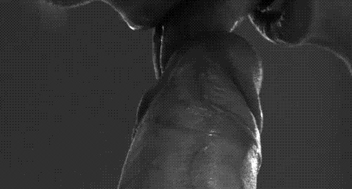 pornGIF.xxx - 