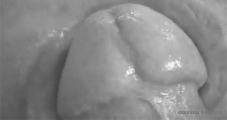 pornGIF.xxx - 